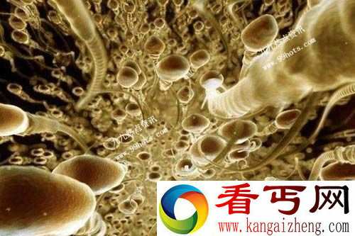 超高倍显微镜下受孕全程 感叹生命之神奇与伟大