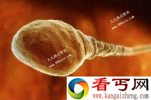 超高倍显微镜下受孕全程 感叹生命之神奇与伟大