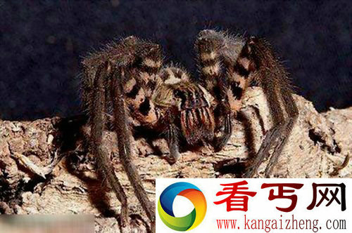 蜘蛛毒液具有非常神奇的效果 可使男性勃起4小时(图)