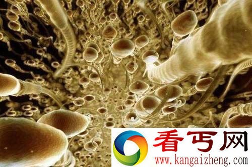 超高倍显微镜下受孕全过程 感叹生命之神奇与伟大