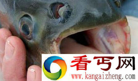 动物世界中的奇葩 切蛋鱼专爱咬潜水男性的睾丸