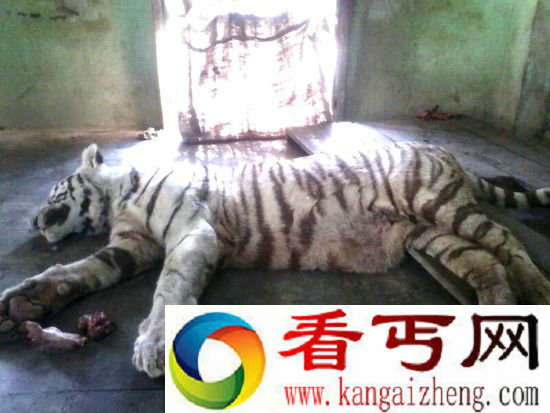 【白虎大战眼镜蛇】老虎难逃一劫中毒身亡眼镜蛇重伤(图)