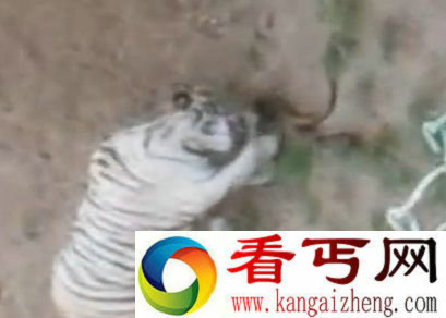 【白虎大战眼镜蛇】老虎难逃一劫中毒身亡眼镜蛇重伤(图)