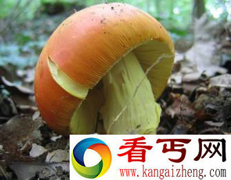 吃后会产生各种各样的古怪幻觉的植物