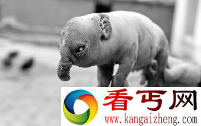 吉林上演民间传说猪生象 一养殖场内真实上演了