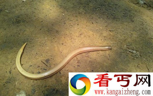重庆现濒危物种蛇蜥 是一种无四肢的蜥蜴