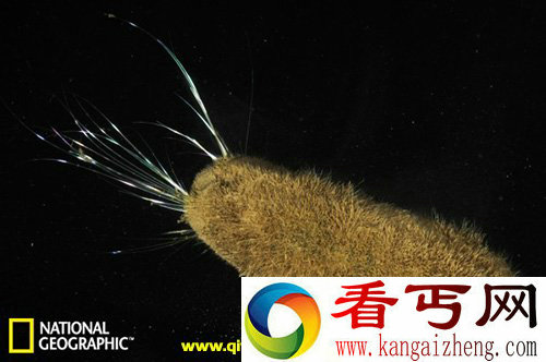 南极深海神奇新物种属于棘皮动物