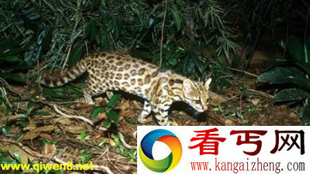 巴西发现新物种“虎猫” 食肉猛兽模样可爱【图】
