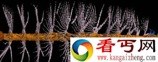 D数字重现没有眼睛的奇特生物Enalikter aphson