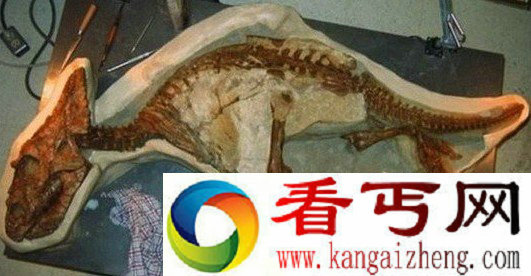 发现一具婴儿开角龙化石 推断因溺水而死的