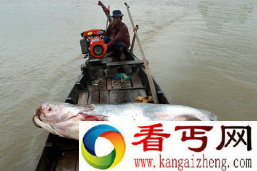 世界6大巨型淡水鱼排名
