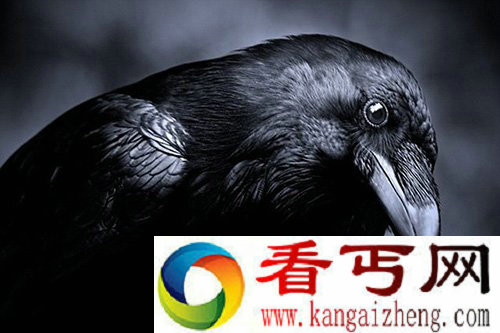 科言乌鸦具有惊人思考能力及记忆力 非常聪明【图】