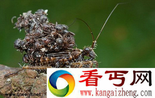 残忍猎蝽捕捉蚂蚁 将尸体堆在背上伪装自己【图】