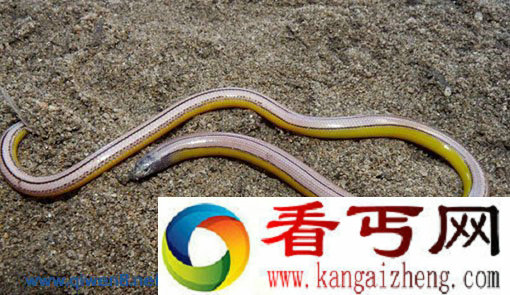 美国加州沙漠发现新物种“无脚蜥蜴” 以昆虫为食【图】