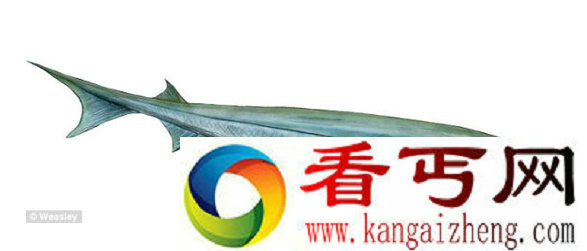 科学家人类是从3亿年前的史前鲨鱼进化来的？