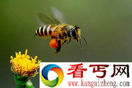 人类第六次大灭绝或源于蜜蜂灭绝多米诺效应