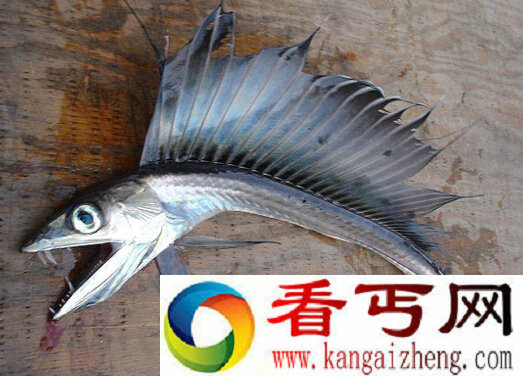 美海滩发现恐怖深海怪鱼 有着大帆状的背鳍