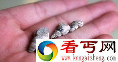 三水远古化石惊现5000万年小鱼 剖面已遭到破坏