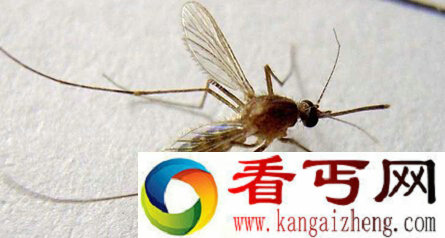 南非现奇特吸脂蚊子