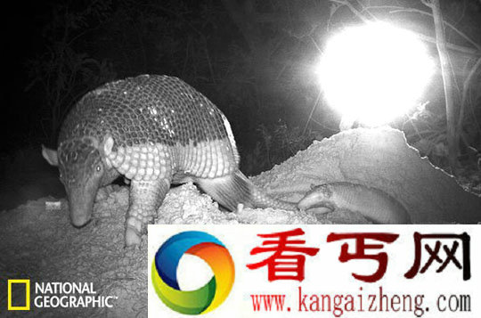 大犰狳幼崽 实拍奇行怪物大犰狳