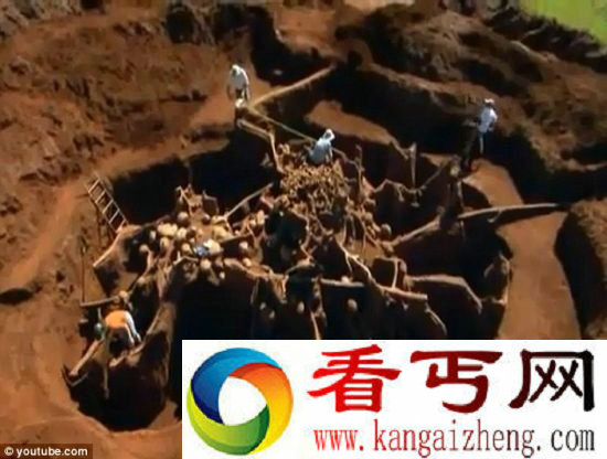 巴西蚂蚁王国 生活着数百万只蚂蚁