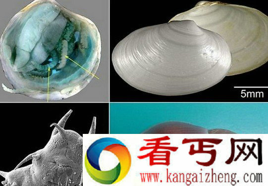 苏格兰深海域发现四种新物种生物