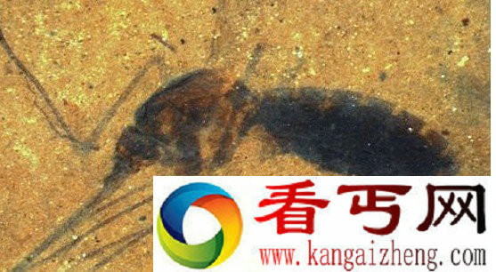 发现4600万年前远古蚊子化石 保存完好