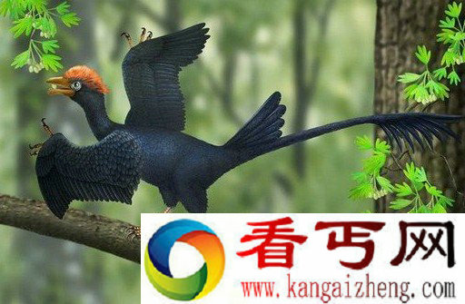 1.2亿年前热河鸟长着两个尾巴 结构非常独特