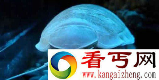 巨型深海大虱又名大王具足虫 创造了绝食时间最长记录