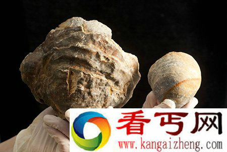 捕获一亿年前牡蛎化石 珍珠可能会与高尔夫球一般大