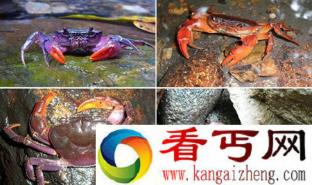 巴拉望螃蟹 新发现的四个螃蟹新物种之一