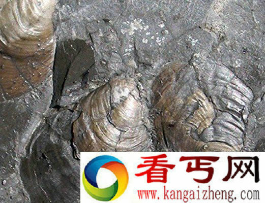 1.8亿年前大灭绝事件导致海洋生物体型变得十分"迷你".