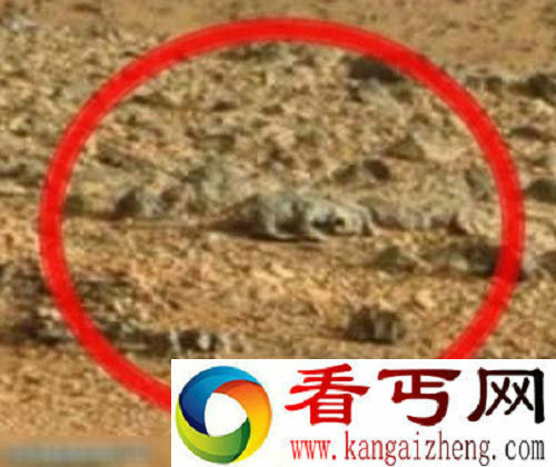 好奇号又有惊人发现:一只火星蜥蜴(组图)