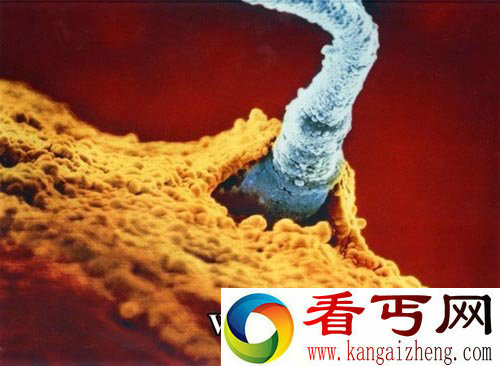 精子卵子相遇探索胎儿生命形成全过程