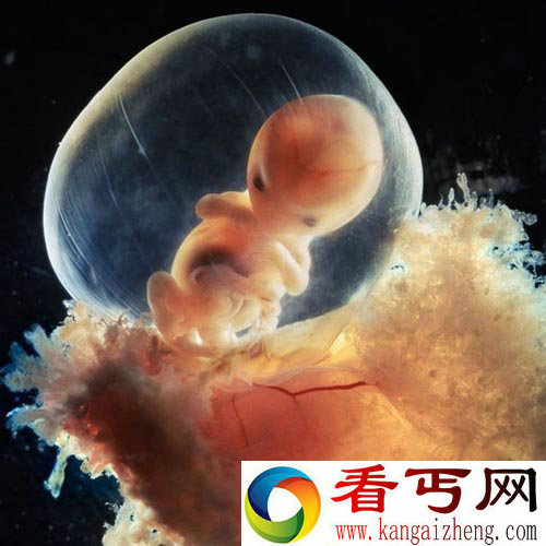 精子卵子相遇探索胎儿生命形成全过程