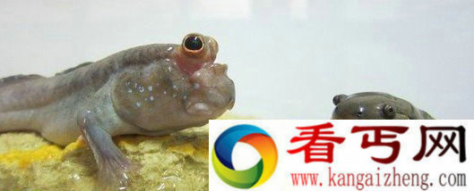 [图文]远古四足动物之进化之谜
