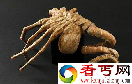 [图文]发现奇特的化石标本 极象异型