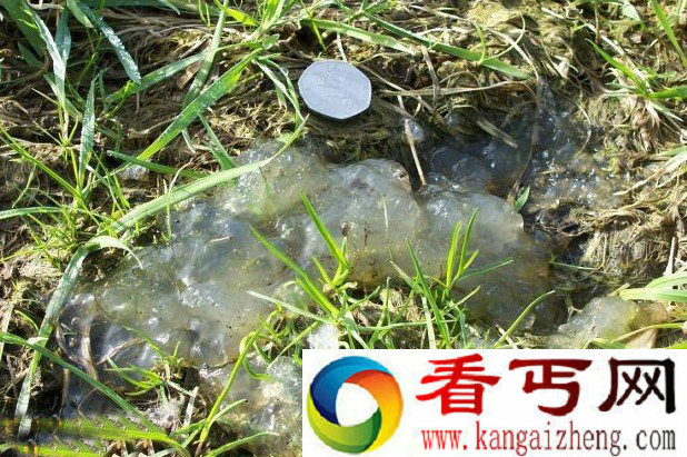 [图文]怪异而神秘的太空粘液