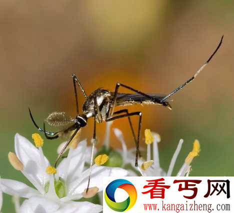 7种蚊子克星巨型象蚊幼时吃掉其他蚊子幼虫