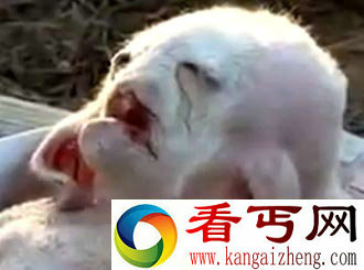中东流传酷似人脸八只脚疑似"外星生物"