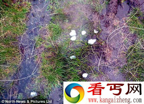 英国出现的半透明"果冻"被疑似为外星物质