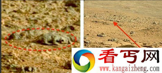 美宇航局的火星照片被疑有蜥蜴生命体【图文】