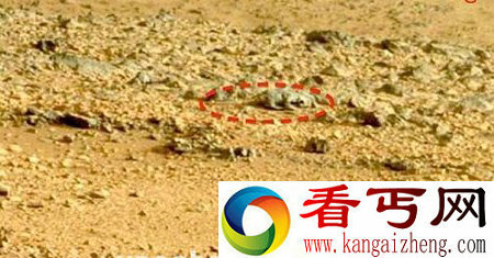 美宇航局的火星照片被疑有蜥蜴生命体【图文】