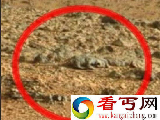 美宇航局的火星照片被疑有蜥蜴生命体【图文】