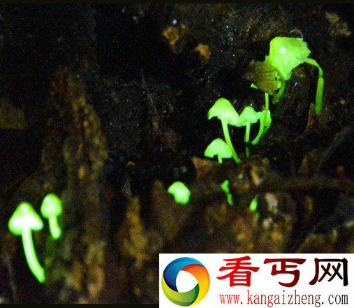 日本发现发光蘑菇酷似