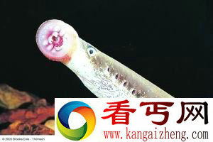 [图文]水怪传说人心惶惶涅瓦河两栖食人怪物之谜
