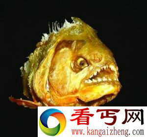 [图文]水怪传说人心惶惶涅瓦河两栖食人怪物之谜