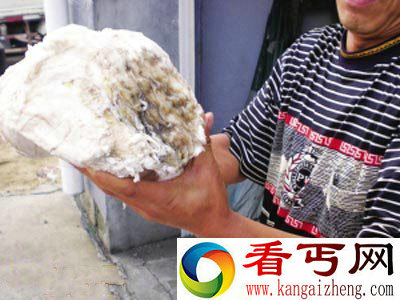 [图文]吉林长春男子路边捡回20余斤太岁回家后能蠕动会吐水