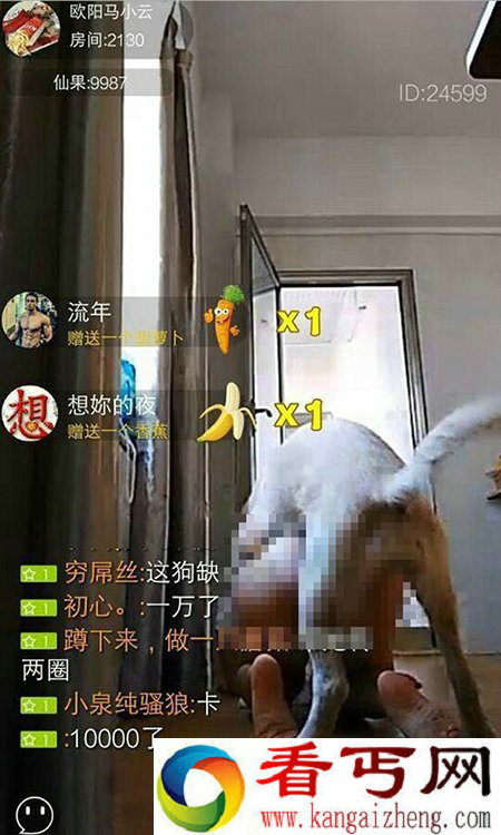 女主播直播与狗啪啪 半裸趴地尺度惊人
