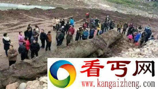 四川通江沙溪河道发现13米长巨型乌木
